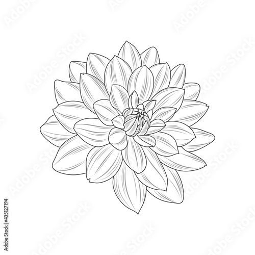 Abstract hand-drawn monochrome flower dahlia. 