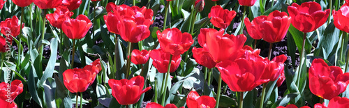 pole czerwonych tulipanów