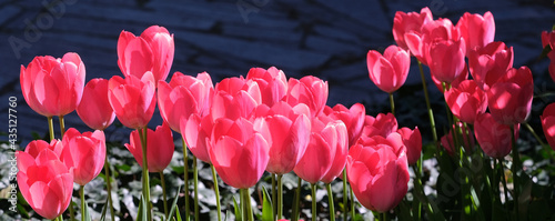 Panel kuchenny z motywem pole tulipanów 1