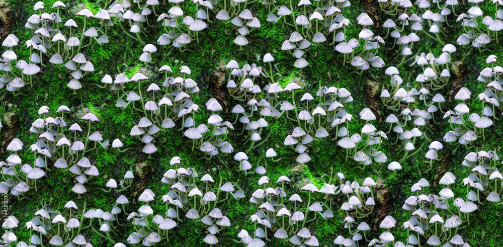 Wild mushrooms on green moss