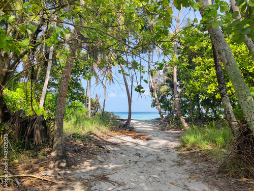 Fototapeta Naklejka Na Ścianę i Meble -  Tropical forest walk path, road between palm coconut trees, exotic island vegetation. travel holiday vacation