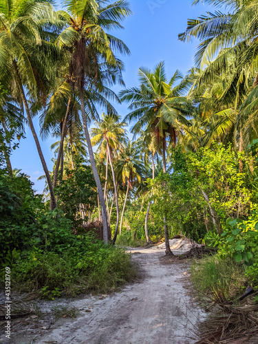 Tropical forest walk path, road between palm coconut trees, exotic island vegetation. travel holiday vacation © jzajic