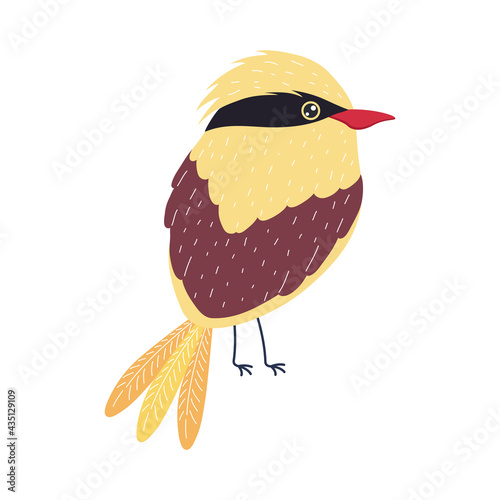 golden oriole bird