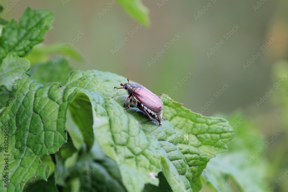 May beetle Melolontha melolontha on a blade of grass May beetle Melolontha melolontha on a blade of grass