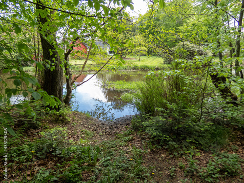 river in the forest