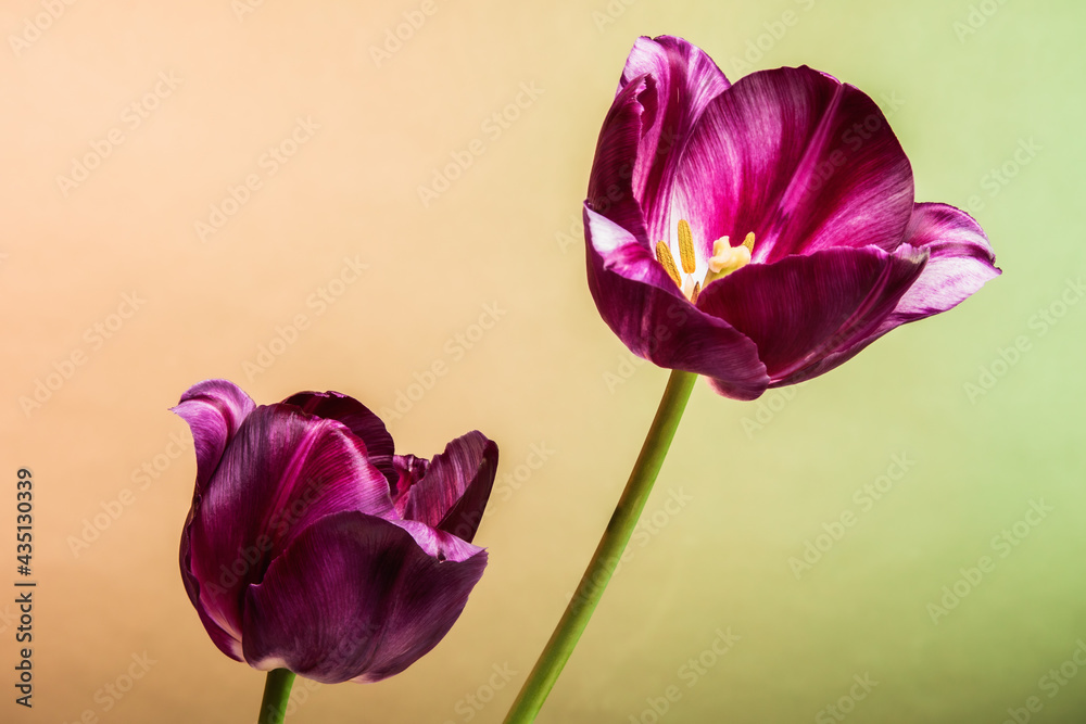 Beautiful two purple tulip flowers on abstract sunrise background