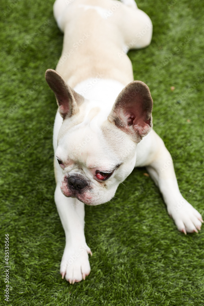 Fototapeta premium French bulldog with nictitating membrane