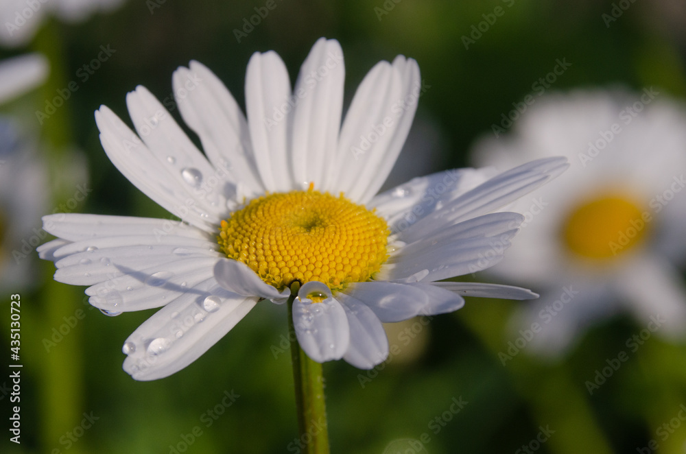 Obraz premium Margeriten- Margeriten gehören zum Bild einer üppig blühenden Sommerwiese einfach dazu. Ihre großen weißen Köpfe auf langen Stielen