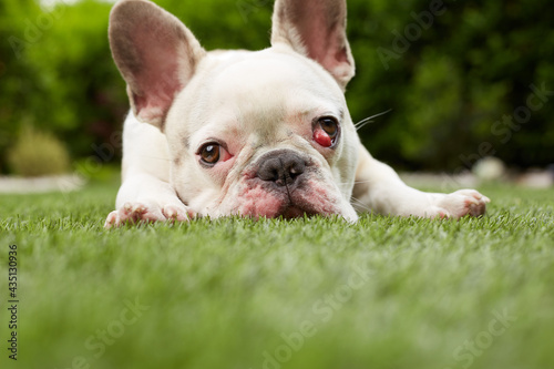 French bulldog with nictitating membrane photo