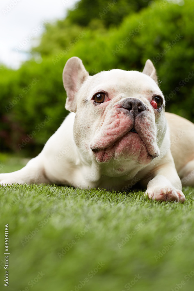 French bulldog with nictitating membrane