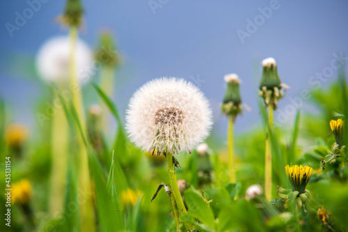 dandelion in the grass