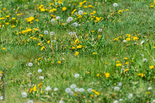 Dandelion field (white and yellow).