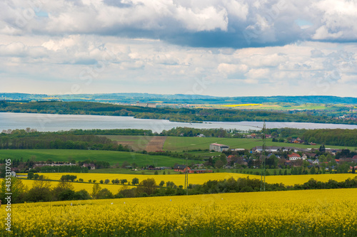 rapeseed field in spring