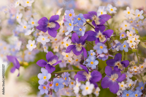 Floral background with a bouquet of violets and forget-me-not flowers, close-up. Blur, selective focus.