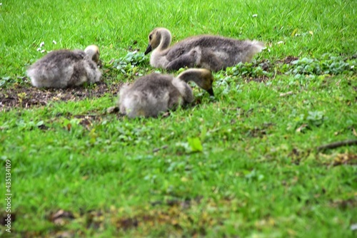 Piskleta gesi odpoczywajace na lace w parku © 120iwonka