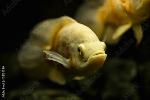 White astronotus in the aquarium, close-up photo
