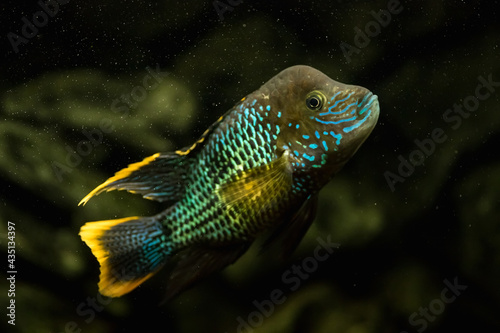 A beautiful cichlid. Turquoise acara in the aquarium. Close-up. © MadCat13Shoombrat