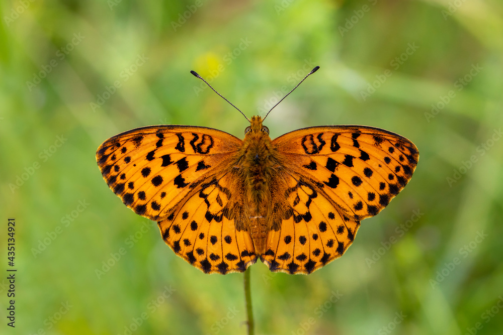 Blackberry Brentisi butterfly - Brenthis daphne Blackberry Brentisi butterfly - Brenthis daphne