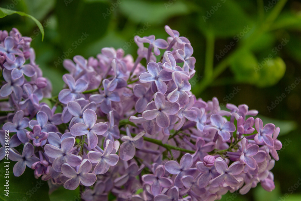 Bright blooms of spring Purple lilac as background. Syringa vulgaris, the lilac or common lilac, is a species of flowering plant in the olive family Oleaceae. Copy space for text Bright blooms of spring Purple lilac as background. Syringa vulgaris, the lilac or common lilac, is a species of flowering plant in the olive family Oleaceae. Copy space for text