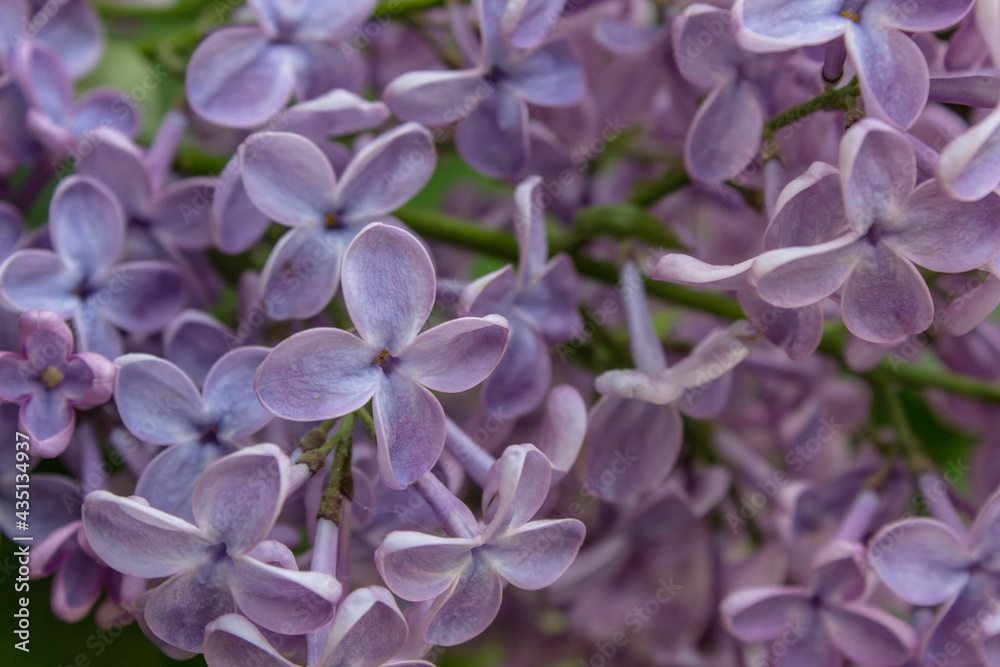 Bright blooms of spring Purple lilac as background. Syringa vulgaris, the lilac or common lilac, is a species of flowering plant in the olive family Oleaceae. Copy space for text