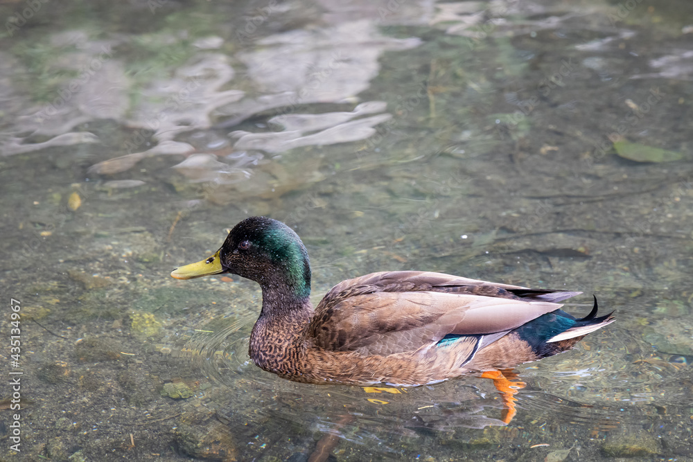 Obraz premium Duck in its natural environment.