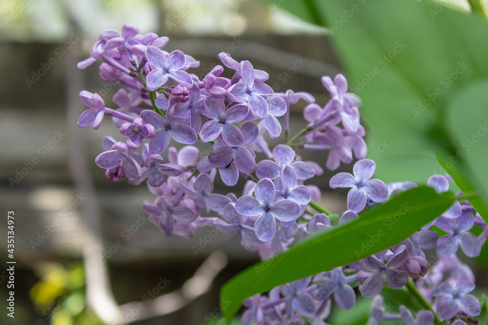 Obraz premium Bright blooms of spring Purple lilac as background. Syringa vulgaris, the lilac or common lilac, is a species of flowering plant in the olive family Oleaceae. Copy space for text