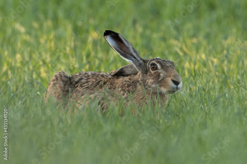 rabbit in the grass © Marek