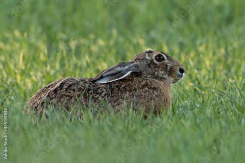 rabbit in the grass