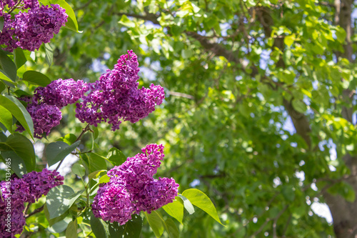 Tableau sur toile Bright blooms of spring Purple lilac as background
