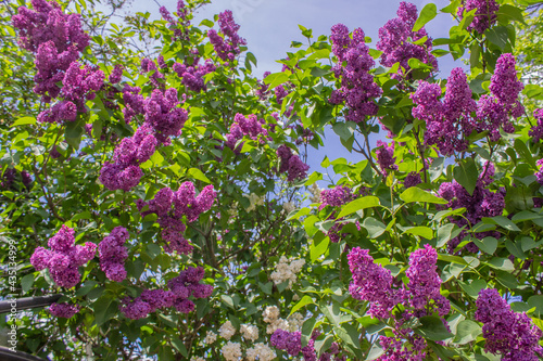 Photos Bright blooms of spring Purple lilac as background