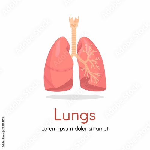 Lungs - human internal organ. Illustration of human lungs. Vector illustration.