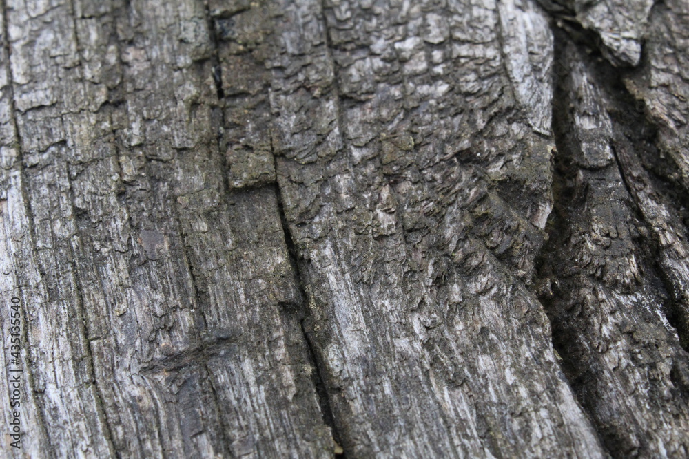 background texture of an old tree with cracks wood. Nature's natural background background texture of an old tree with cracks wood. Nature's natural background