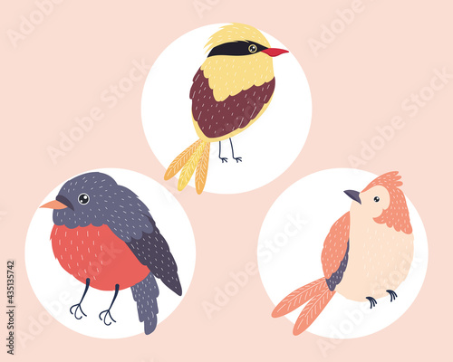 three birds species