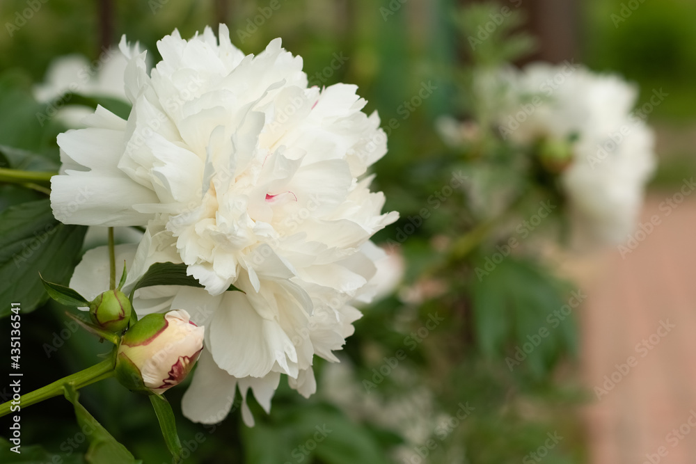 White peonies grow in the garden
White peonies grow in the garden