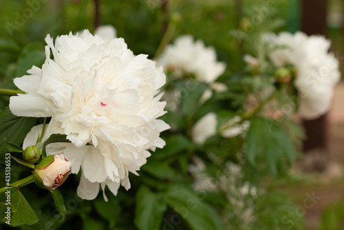 Fototapeta Naklejka Na Ścianę i Meble -  White peonies grow in the garden
