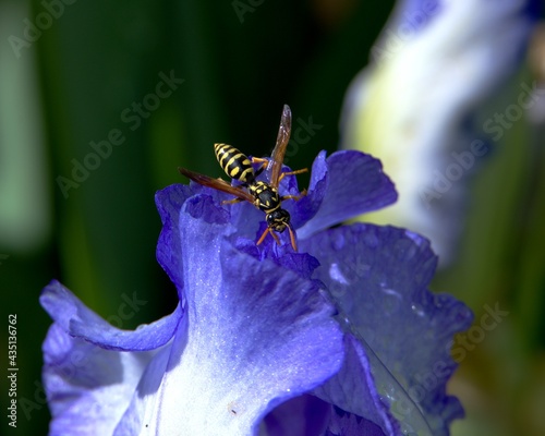 HORNET ON PURPLE IRIS