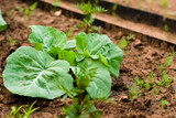 Young cabbage grows in a garden bed. Cabbage tops