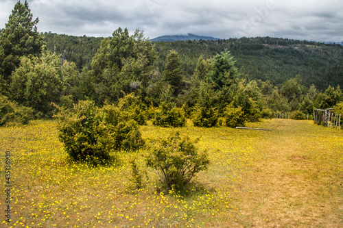 landscape with yellow flowers in moutains © Ruben