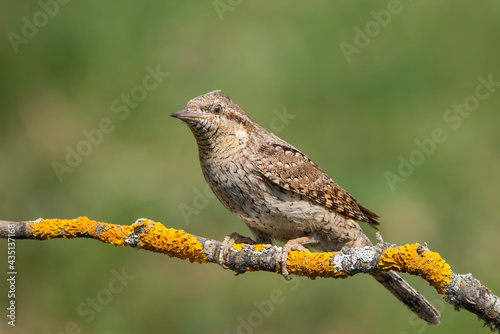 Boyunçeviren » Eurasian Wryneck » Jynx torquilla