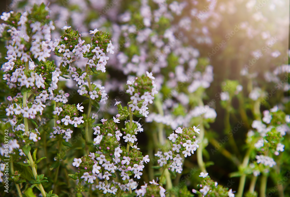 Close up of thyme flowers. Spring blooming. Natural green background. Herbal medicine Close up of thyme flowers. Spring blooming. Natural green background. Herbal medicine