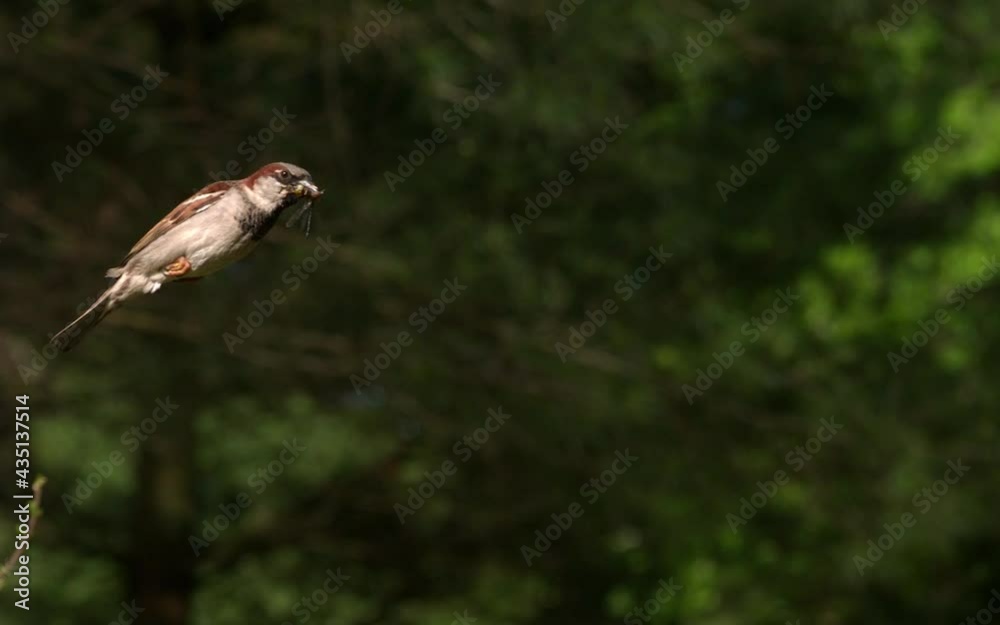 Full 2KHD Slow Motion Sparrow flying/feeding/nesting.