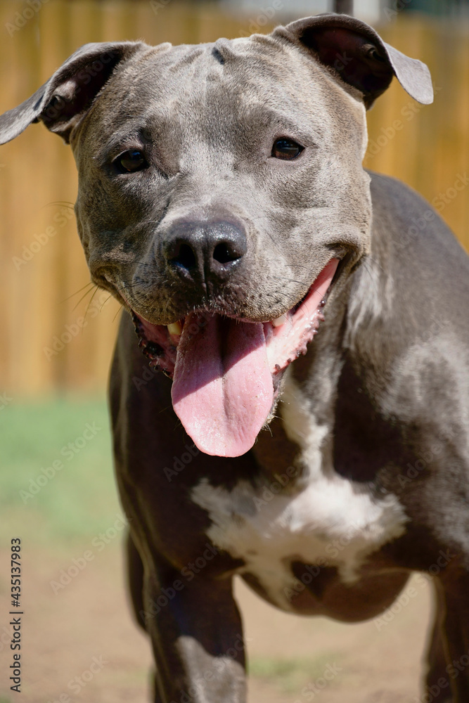 Pitbull dog in the park with green grass and wooden fence. Pit bull playing in the pet place.