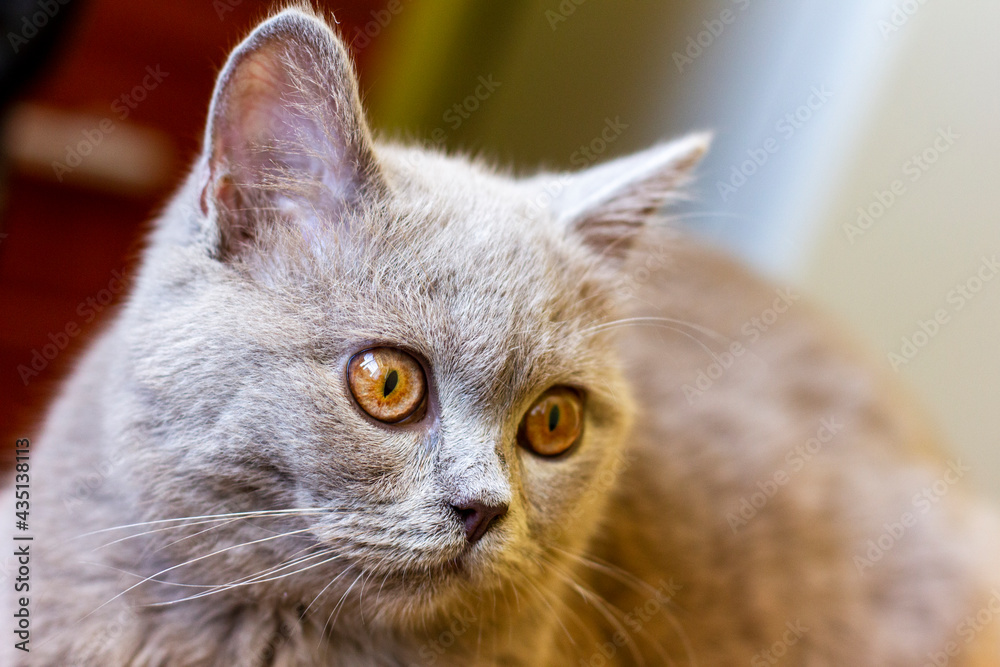 British young cat. Photo session.