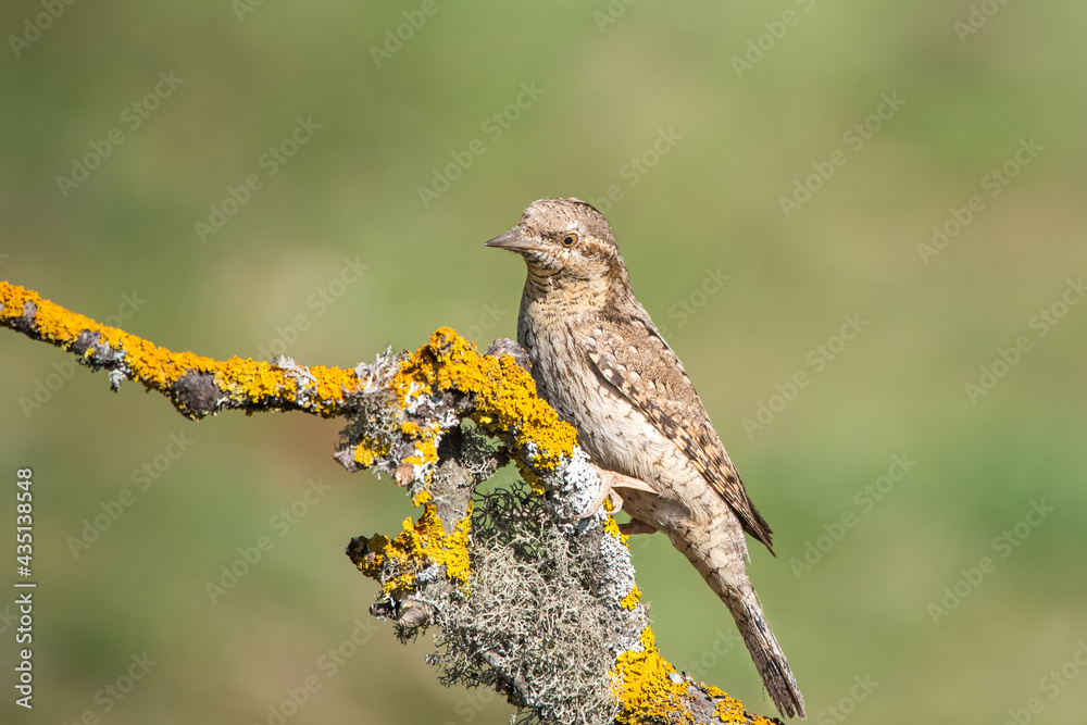 Boyunçeviren » Eurasian Wryneck » Jynx torquilla Boyunçeviren » Eurasian Wryneck » Jynx torquilla
