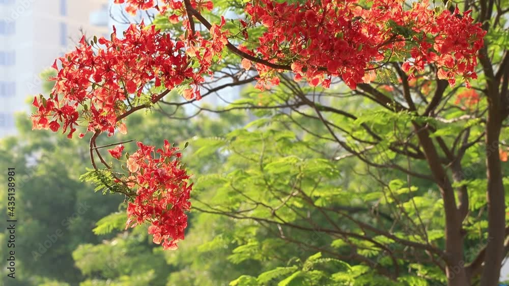Royal Poinciana tree, Delonix regia, flame tree blossoming in Abu Dhabi in spring Royal Poinciana tree, Delonix regia, flame tree blossoming in Abu Dhabi in spring