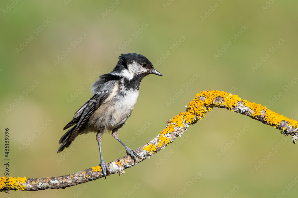 Fototapeta premium great spotted woodpecker