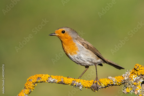robin on a branch © Yasin