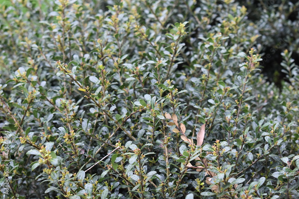 Closeup of Japanese Holly Bush