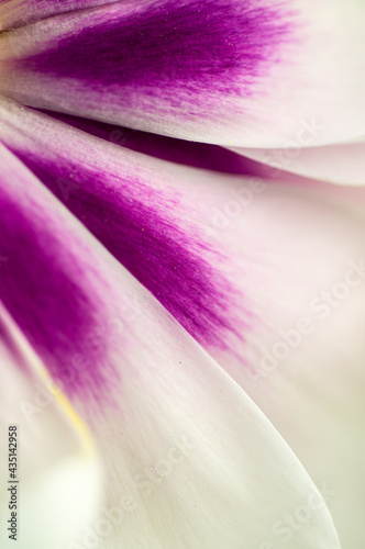 Fototapeta Naklejka Na Ścianę i Meble -  Macro view of petals of peony flower.