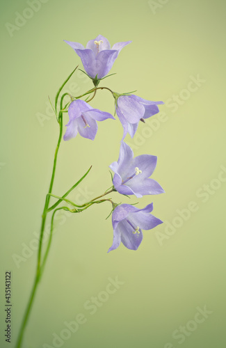 Flowers of harebell (Campanula rotundifolia) in spring in garden in Virginia.